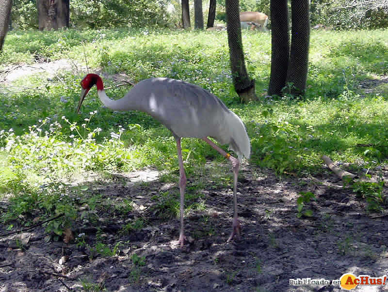 Imagen de Disney´s Animal Kingdom  Kilimanjaro Safaris 3